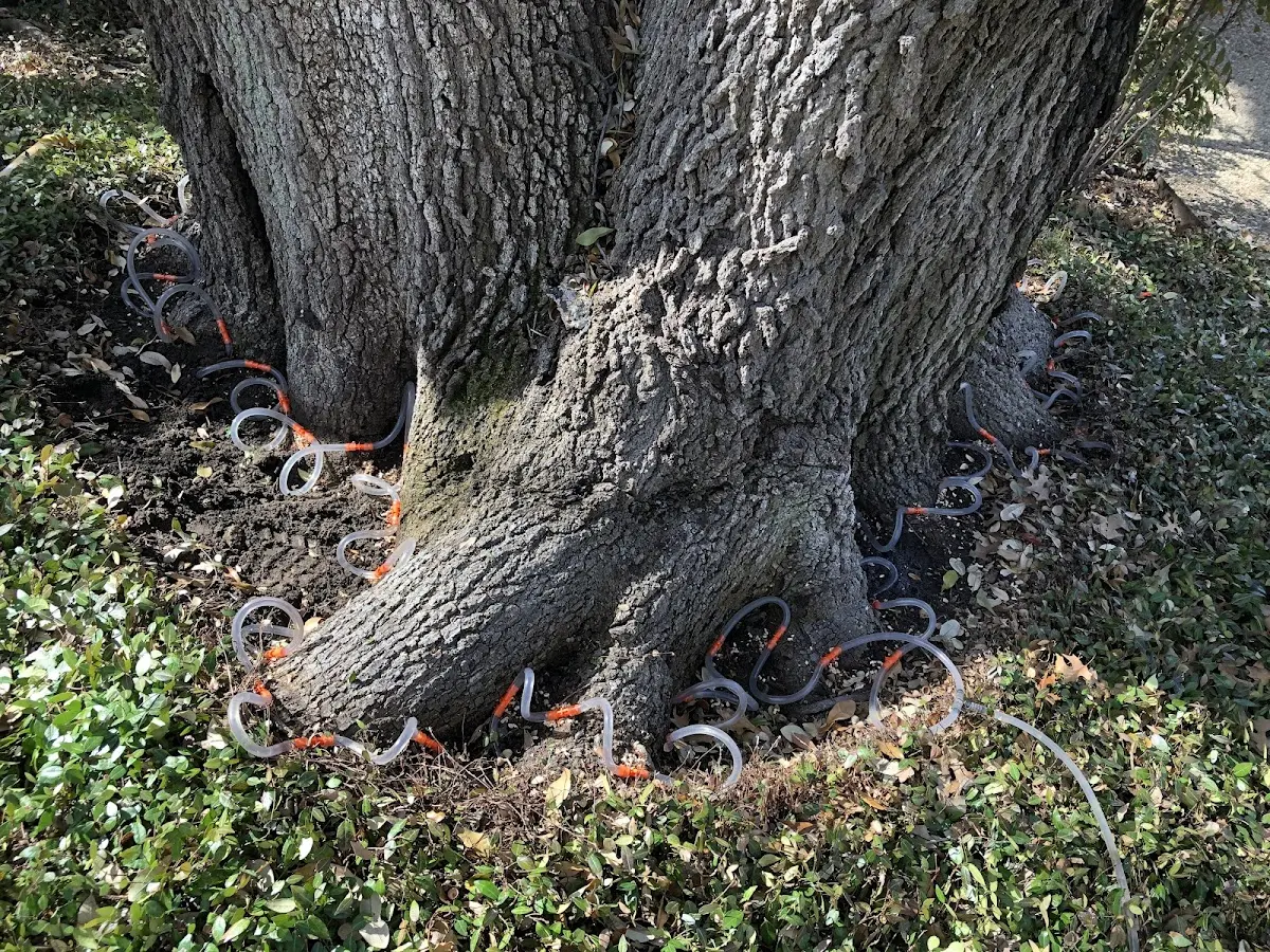 Detailed Tree Cabling and Bracing job site in Cement